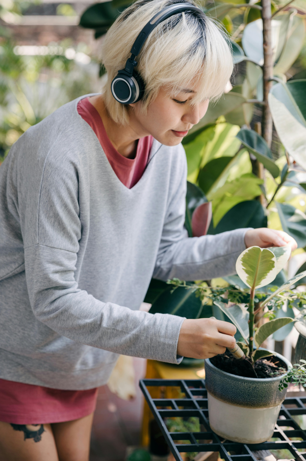 Plantas na decoração: como escolher e cuidar das espécies certas para sua casa